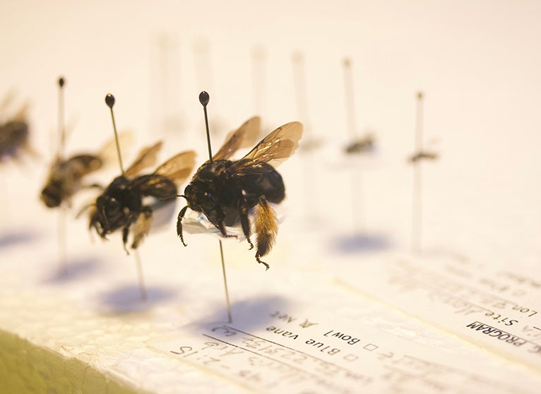 The Pennsylvania Bee Monitoring Program At The Morris Arboretum ...